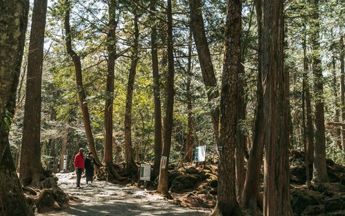 Hutan Aokigahara