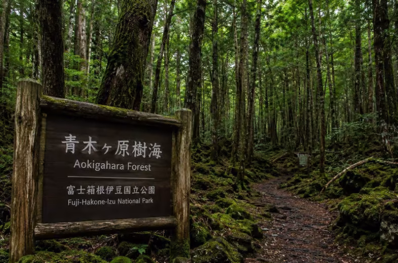 Hutan Aokigahara